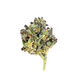 Girl Scout Cookies 31.22% THC-A Flower | Hybrid
