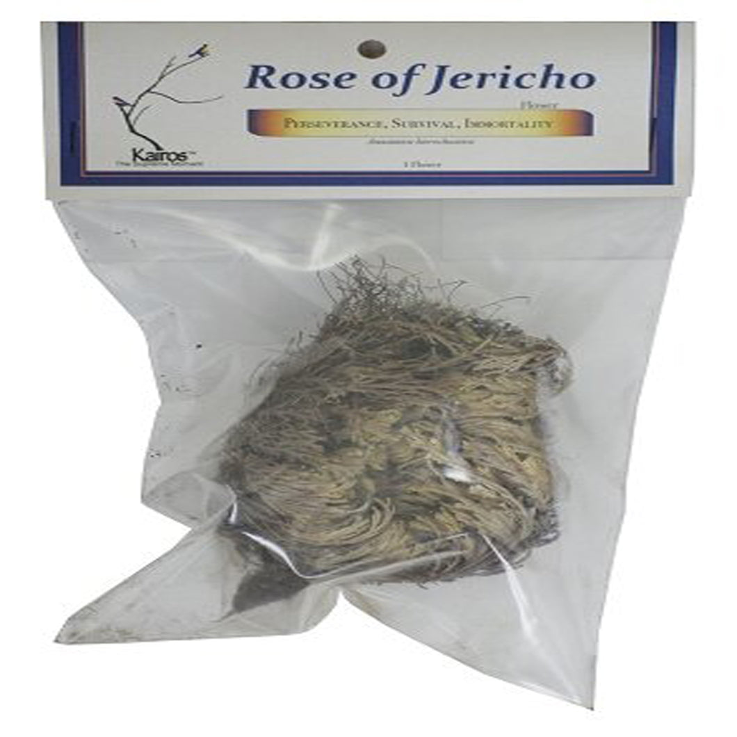 Rose Of Jericho Single Flower
