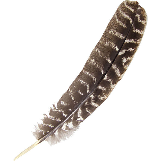 Turkey Feather